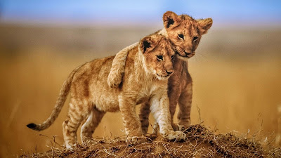 wallpaper pc image lion wallpaper pc image lion